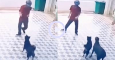 Video: Người đàn ông đi đường quyền đuổi chó dữ