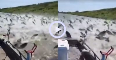Video: Hàng trăm con cá đua nhau nhảy lên mặt nước