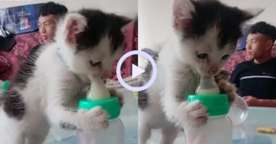 Video: Mèo con tự lập biết tự bú bình