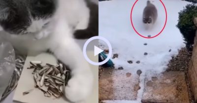 Video: Những chú mèo thích sự ngăn nắp hoàn hảo