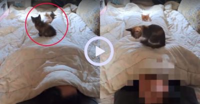 Video: Camera ghi cảnh mèo không cho chủ ngủ