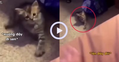 Video: Chú mèo con lì bướng khi được chủ nhân gọi
