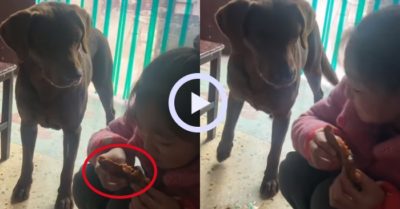 Video: Chó cưng thèm nhỏ nước miếng khi thấy cô chủ ăn bánh