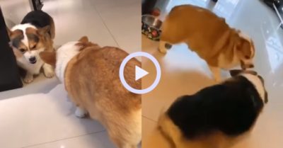 Video: Đôi bạn thân chó Corgi giải tỏa sự ấm ức bằng đấu khẩu