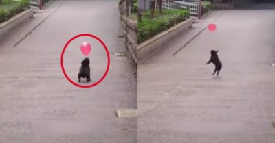 Video: Chú chó vừa đi đường vừa tâng bóng