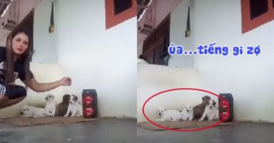Video: Đàn cún con hú hồn khi sen cất giọng hát karaoke