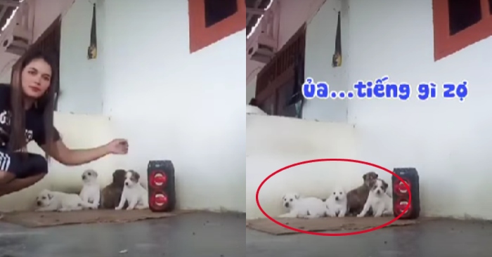 Video: Đàn cún con hú hồn khi sen cất giọng hát karaoke