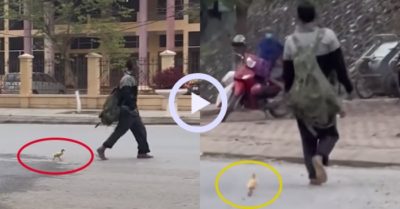 Video: Chú vịt con lẽo đẽo bám theo người đàn ông