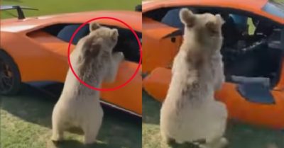 Video: Chú gấu lỡ tay làm gãy cửa siêu xe