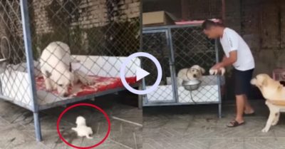 Video: Chó mẹ lập tức kêu cứu đồng loại khi con bị rơi khỏi chuồng