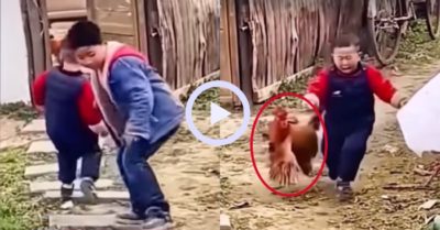 Video: Em trai bị gà trống đuổi vì bị anh chơi khăm