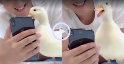 Video: Chú vịt cười sảng khoái khi xem điện thoại