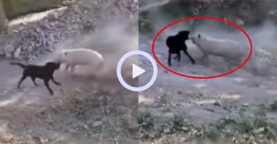 Video: Chú chó đen no đòn khi đối đầu với lợn