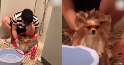 Video: Chú cún mệt đơ người khi chủ vừa tắm vừa tạo kiểu cho bộ lông ướt nhẹp