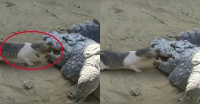 Video: Mèo liều lĩnh cướp thức ăn trong miệng cá sấu