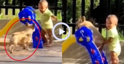 Video: Bé con nhường cầu trượt cho cún