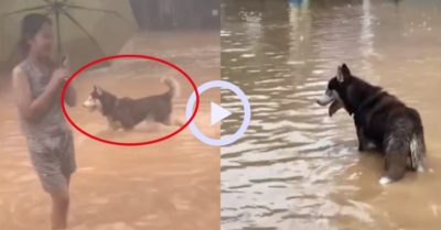 Video: Chó Husky tung tăng trong nước lũ, vui đùa như đứa trẻ tắm mưa