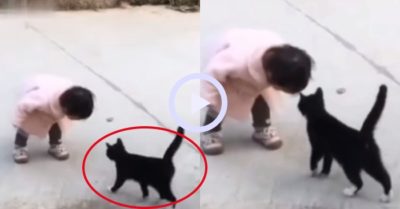 Video: Mèo cưng cụng đầu thể hiện tình cảm với bé