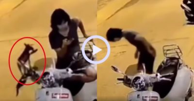 Video: Mải xem điện thoại, thanh niên bị chó tha mất dép