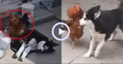 Video: Husky nổi quạu vì gà trống quậy phá không cho ngủ