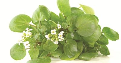 10 lợi ích của rau cải xoong đối với sức khỏe và làm đẹp