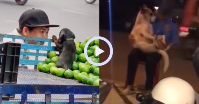 Video: Chó cưng đồng hành cùng chủ mưu sinh