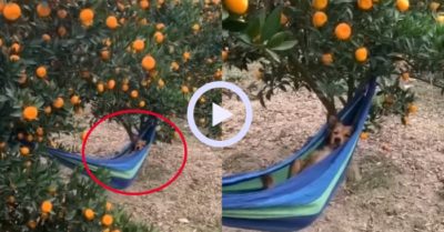 Video: Chú chó thảnh thơi nằm võng giữa vựa cây trĩu quả