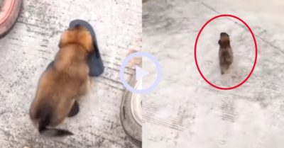 Video: Cún con tha trộm dép rồi chạy trốn