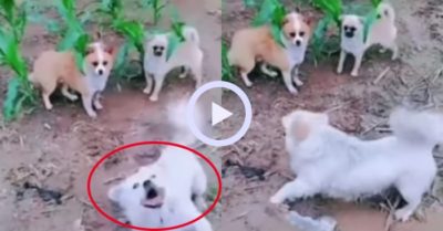 Video: Chó cưng giả vờ bị bạn bắt nạt khi chủ tới