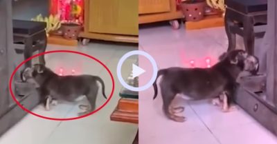 Video: Chó cưng tất bật giúp chủ lau dọn nhà đón Tết