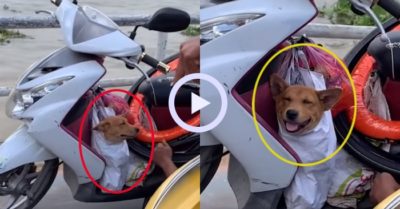 Video: Chú chó cười tươi khi ngồi xe máy cùng chủ về quê ăn Tết