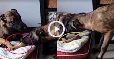 Video: Chú chó vứt bỏ ‘liêm sỉ’ chỉ vì khúc xương