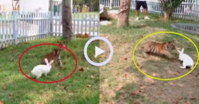 Video: Hổ con vất vả khi liên tục né đòn của thỏ