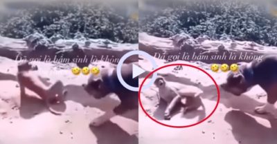 Video: Khỉ cà khịa đùa cợt với chó Pitbull