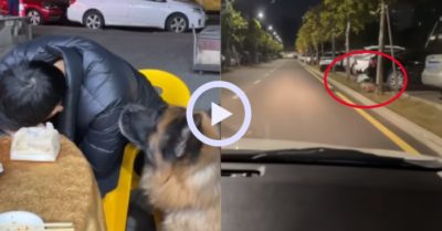 Video: Chó cưng chỉ đường dẫn tài xế chở chủ nhân say rượu về nhà