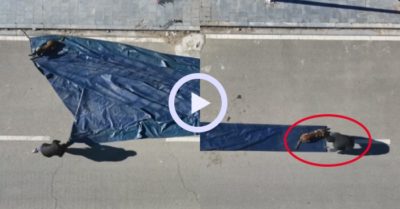 Video: Chó cưng siêng năng giúp chủ gấp gọn gàng tấm bạt