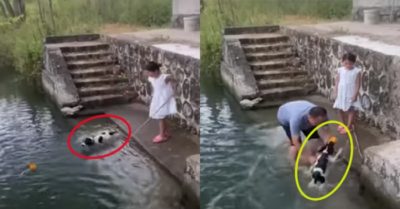 Video: Chú cún hiểu chuyện nhảy xuống nước lượm đồ cho cô chủ nhỏ
