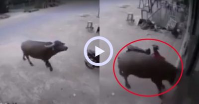 Video: Trâu húc vào cửa kính hạ gục bản sao