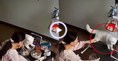 Video: Mèo hất đổ mâm cơm của cô chủ