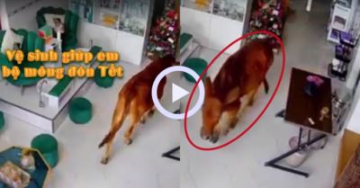 Video: Bò ghé tiệm nail ‘làm móng’