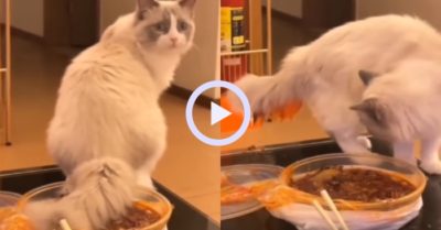 Video: Những pha phá nhà của mèo cưng