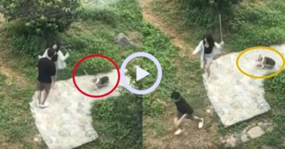 Video: Chú chó mang gậy đến cho cô chủ giải quyết mâu thuẫn