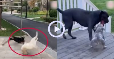 Video: Những tai nạn hài hước của chó cưng