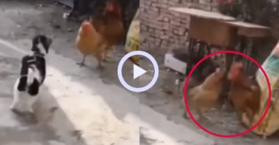Video: Gà mái nổi quạu vì bị cún bắt nạt mà bạn đời ngó lơ