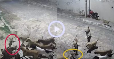 Video: Chú chó hổ báo bị mèo bạt tai không trượt phát nào