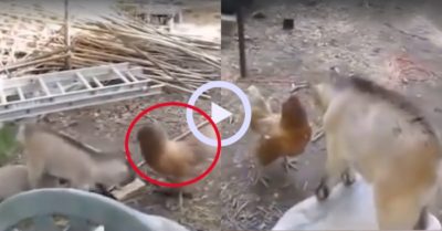 Video: Gà mái nhận trái đắng vì trêu dê