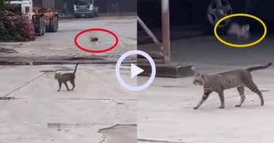 Video: Chú mèo thản nhiên bước đi khi bị chim bay nhảy khiêu khích