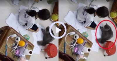 Video: Mèo cưng cố chấp nằm trên bài tập của cô chủ