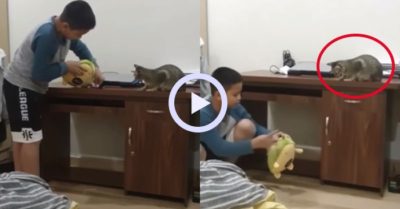 Video: Mèo cưng ngang ngược thách thức cậu chủ