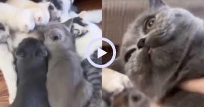 Video: Mèo lớn tranh bú sữa mẹ với mèo em